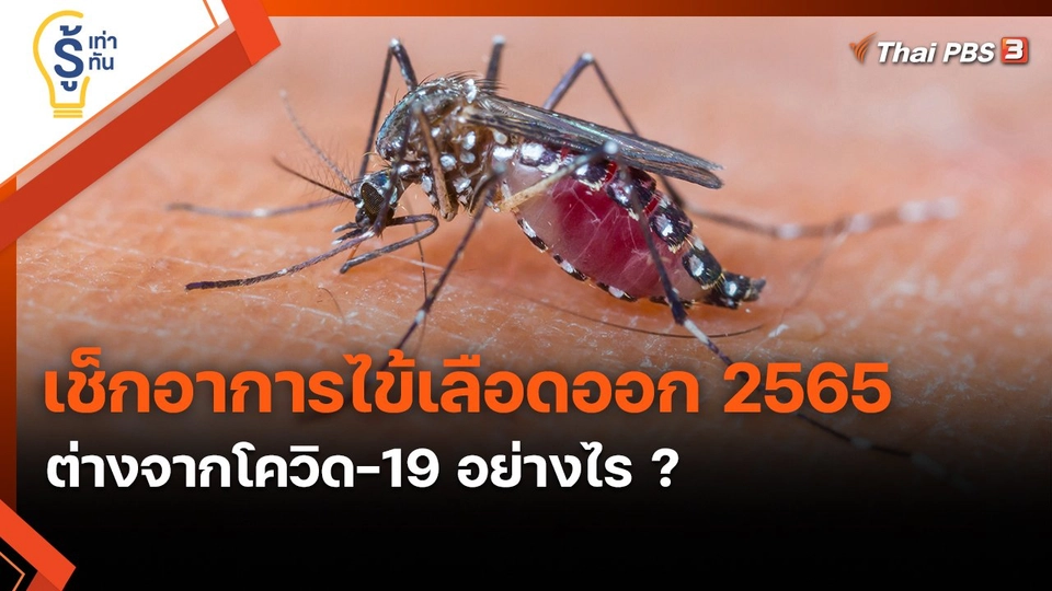 ​รู้เท่ารู้ทัน : เช็กอาการไข้เลือดออก 2565 ต่างจากโควิด-19 อย่างไร ?
