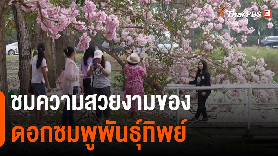 วันใหม่วาไรตี้ : ชมความสวยงามของดอกชมพูพันธุ์ทิพย์ จ.นครปฐม