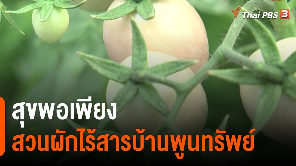 ​ดอกผลของความยั่งยืน : สุขพอเพียง สวนผักไร้สารบ้านพูนทรัพย์