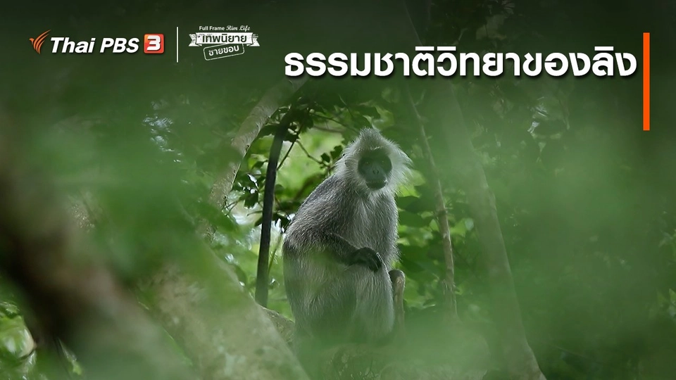 ภาพช็อตเด็ด : ธรรมชาติวิทยาของลิง