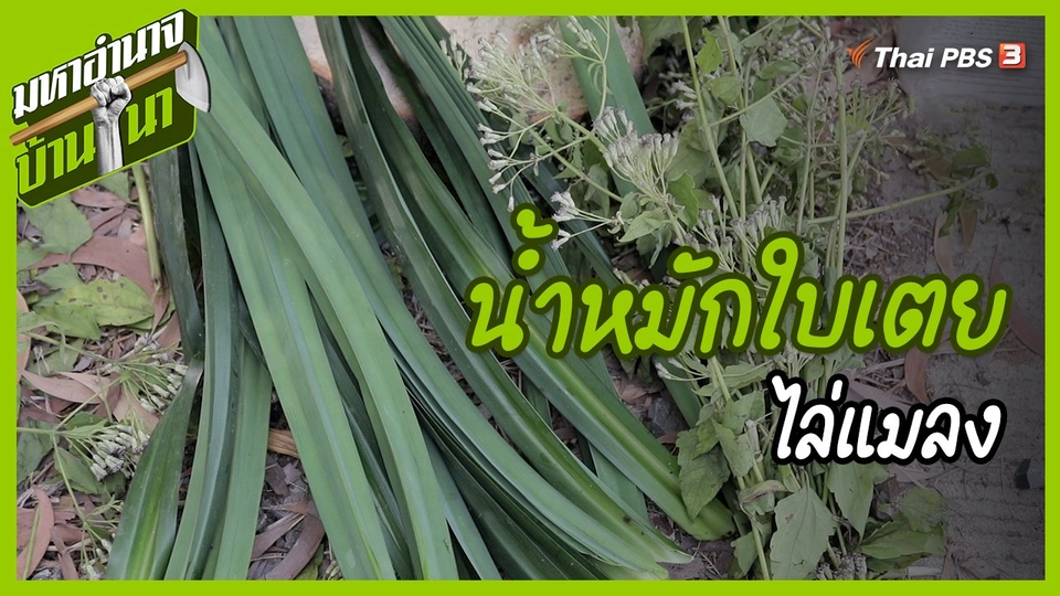 ​สูตรลับฉบับบ้านนา : น้ำหมักใบเตยไล่แมลง