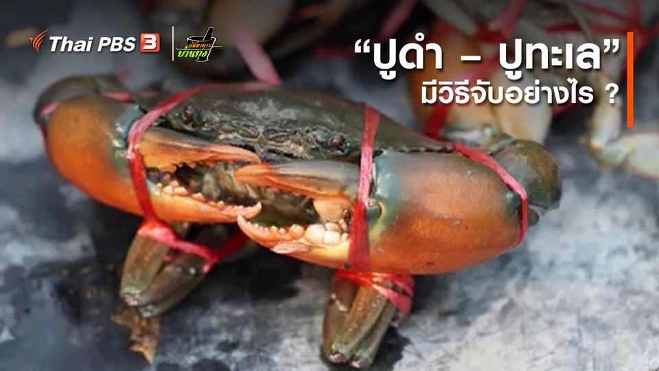 คลิปบ้านทุ่ง : “ปูดำ – ปูทะเล” มีวิธีจับอย่างไร ?