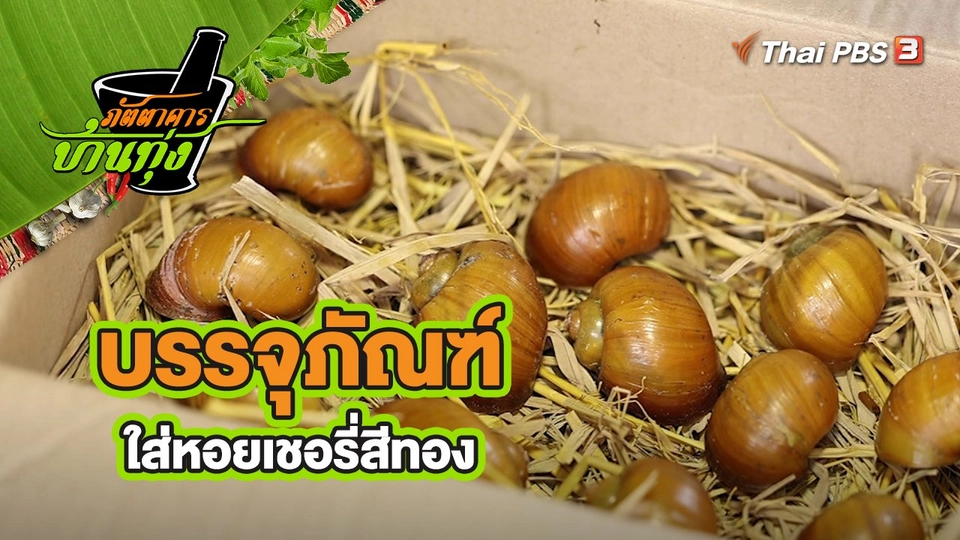 คลิปบ้านทุ่ง : บรรจุภัณฑ์ใส่หอยเชอรี่สีทอง