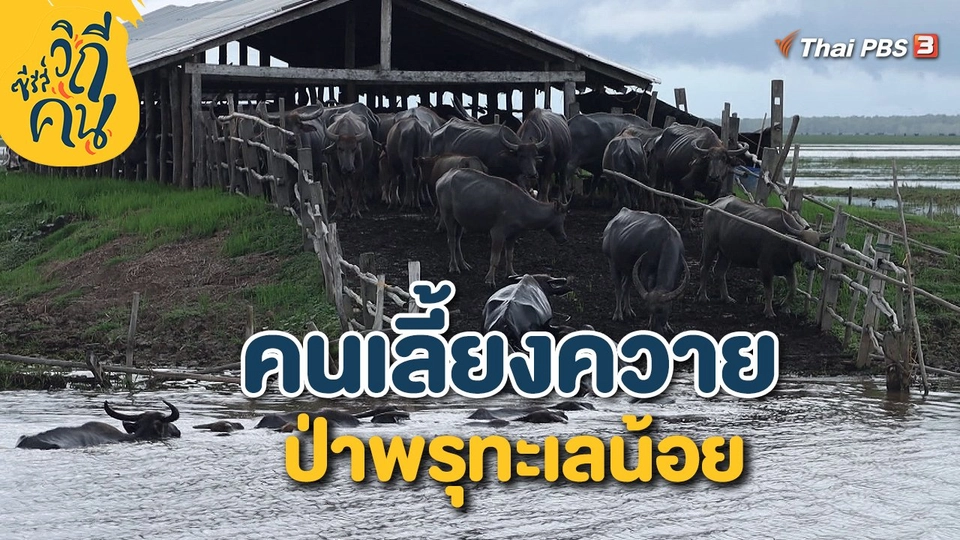 คนเลี้ยงควาย