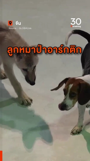 ลูกหมาป่าอาร์กติกโคลนนิง