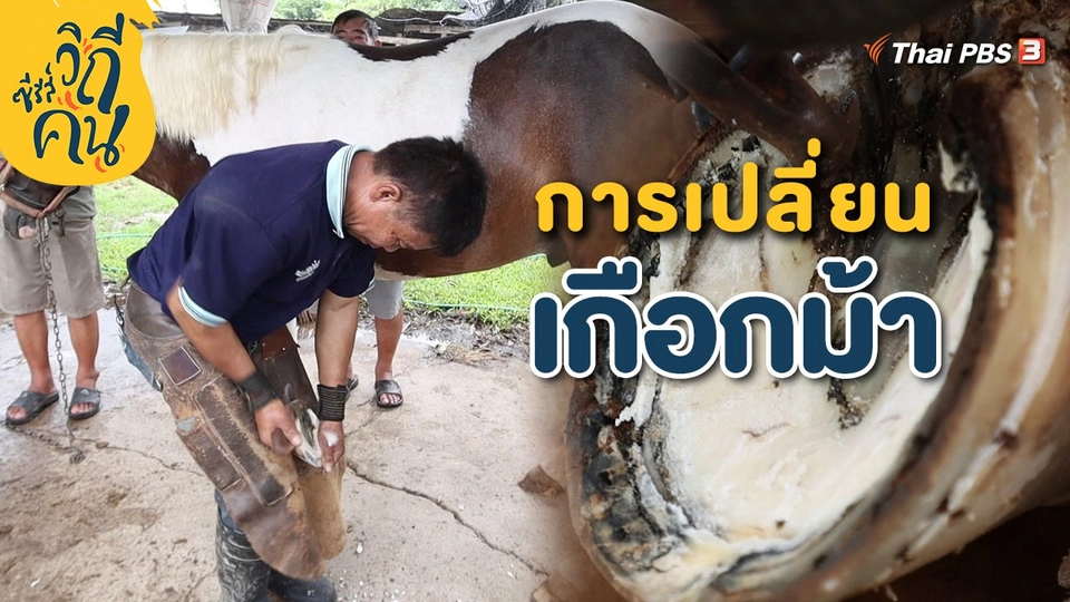การเปลี่ยนเกือกม้า