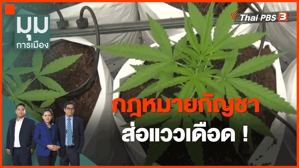 ​กฎหมายกัญชาส่อแววเดือด!