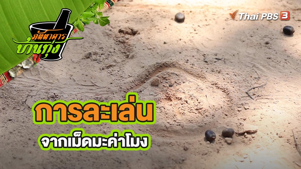 ​คลิปบ้านทุ่ง : การละเล่นจากเม็ดมะค่าโมง
