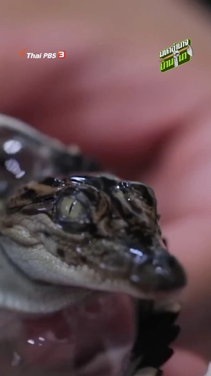 ช่วยจระเข้ออกจากไข่