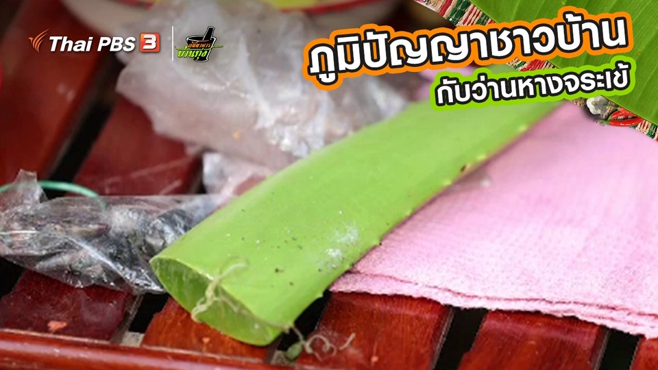 คลิปบ้านทุ่ง : ภูมิปัญญาชาวบ้านกับว่านหางจระเข้