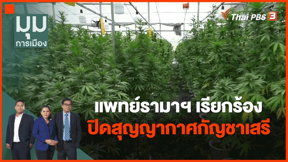 ​แพทย์รามาฯ เรียกร้องปิดสุญญากาศกัญชาเสรี