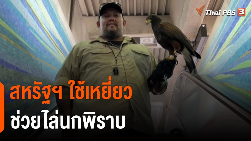 สหรัฐฯ ใช้เหยี่ยวช่วยไล่นกพิราบ แก้ปัญหาความสะอาด