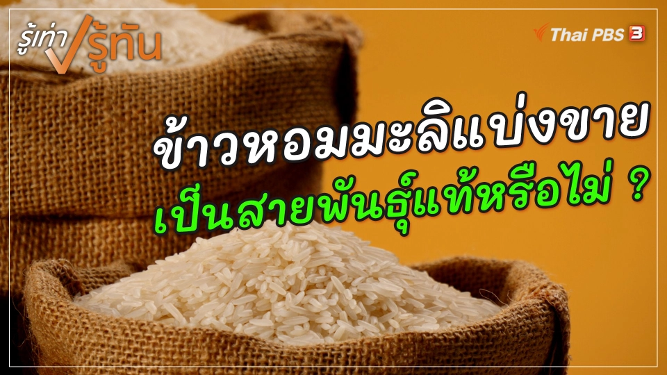 ​สาระน่ารู้จากรู้เท่ารู้ทัน : ข้าวหอมมะลิแบ่งขาย เป็นสายพันธุ์แท้หรือไม่ ?