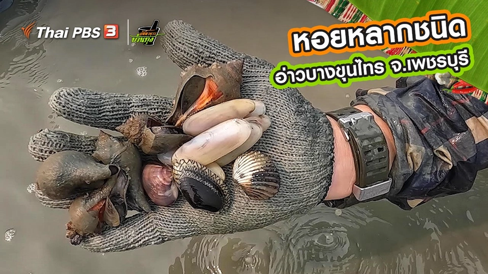 ​คลิปบ้านทุ่ง : หอยหลากชนิด ในอ่าวบางขุนไทร จ.เพชรบุรี