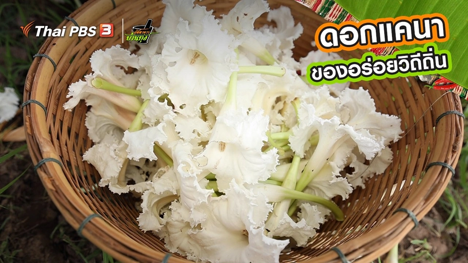 คลิปบ้านทุ่ง : ดอกแคนา ของอร่อยวิถีถิ่น