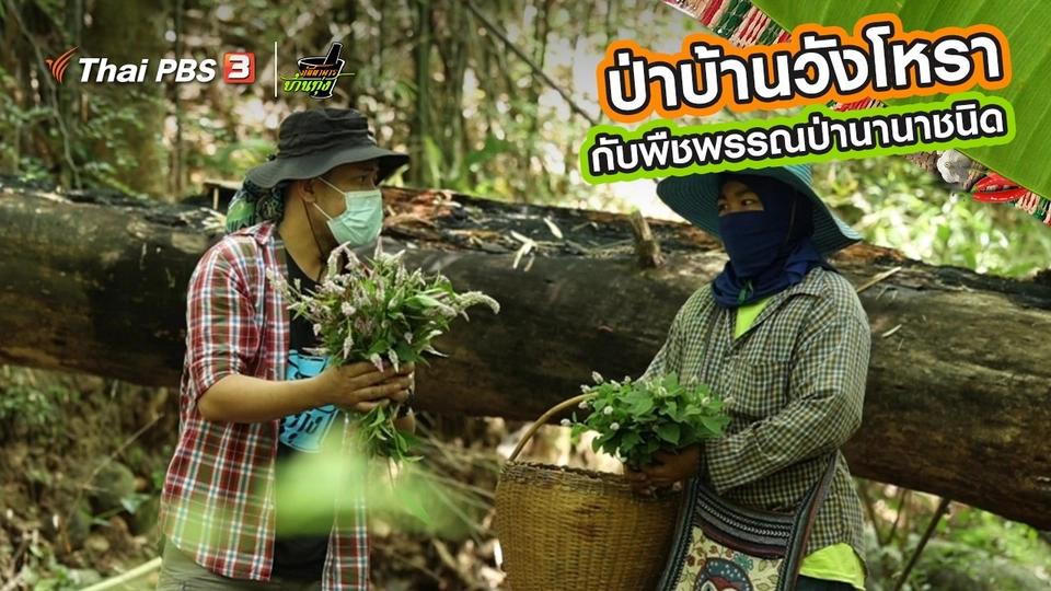 ​คลิปบ้านทุ่ง : ป่าบ้านวังโหรา กับพืชพรรณป่านานาชนิด
