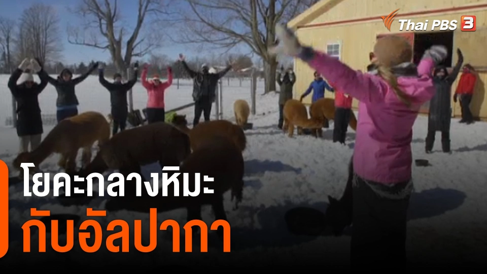 โยคะกลางหิมะกับอัลปากา ที่แคนาดา