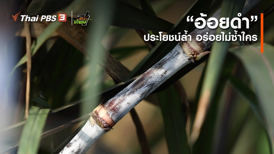 คลิปบ้านทุ่ง : “อ้อยดำ” ประโยชน์ล้ำ อร่อยไม่ซ้ำใคร