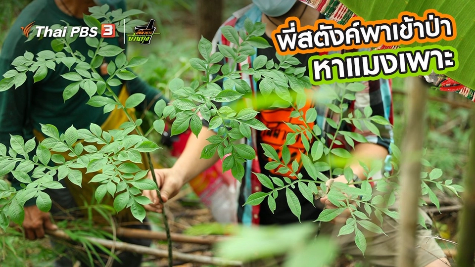 คลิปบ้านทุ่ง : พี่สตังค์พาเข้าป่าหาแมงเพาะ