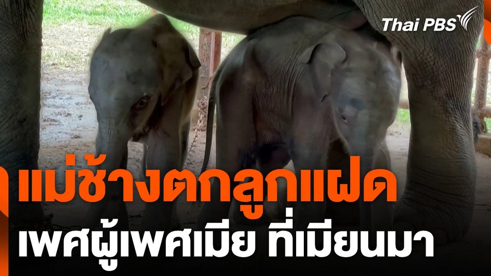 แม่ช้างตกลูกแฝดเพศผู้เพศเมีย ที่เมียนมา