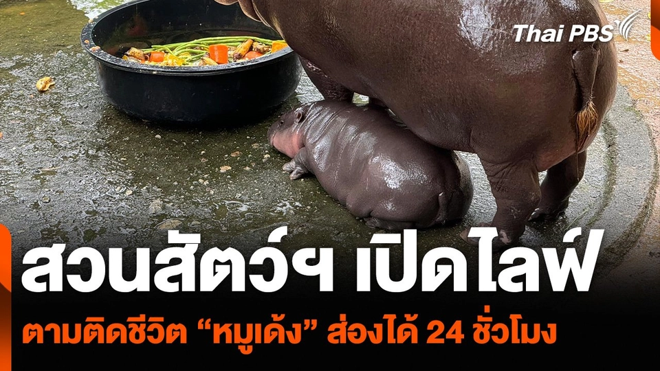 สวนสัตว์ฯ เปิดไลฟ์ตามติดชีวิต “หมูเด้ง” ส่องได้ 24 ชม.