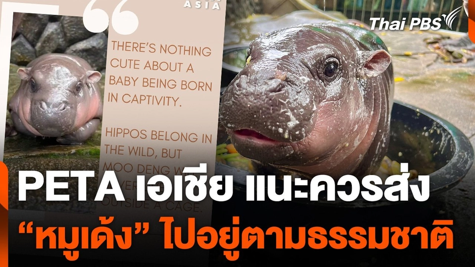 PETA เอเชีย แนะควรส่ง "หมูเด้ง" ไปอยู่ตามธรรมชาติ