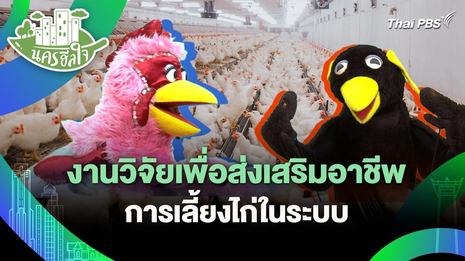 นครฮีลใจ : งานวิจัยเพื่อส่งเสริมอาชีพการเลี้ยงไก่ในระบบ