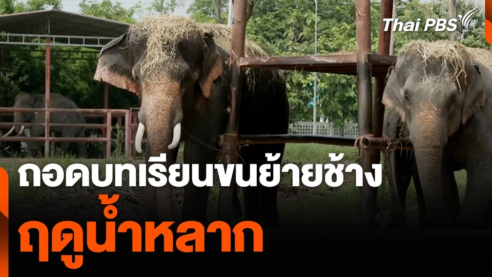 ถอดบทเรียนขนย้ายช้าง "หมูบ้านช้างเพนียดหลวง" ฤดูน้ำหลาก