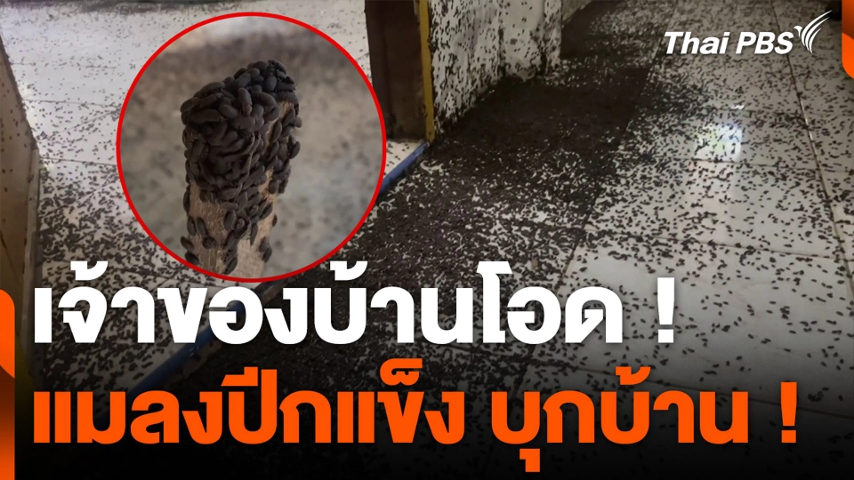 เจ้าของบ้านโอด ! แมลงปีกแข็ง บุกบ้าน !