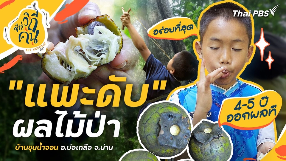 "แพะดับ" ผลไม้ป่า 4 - 5 ปีออกผล