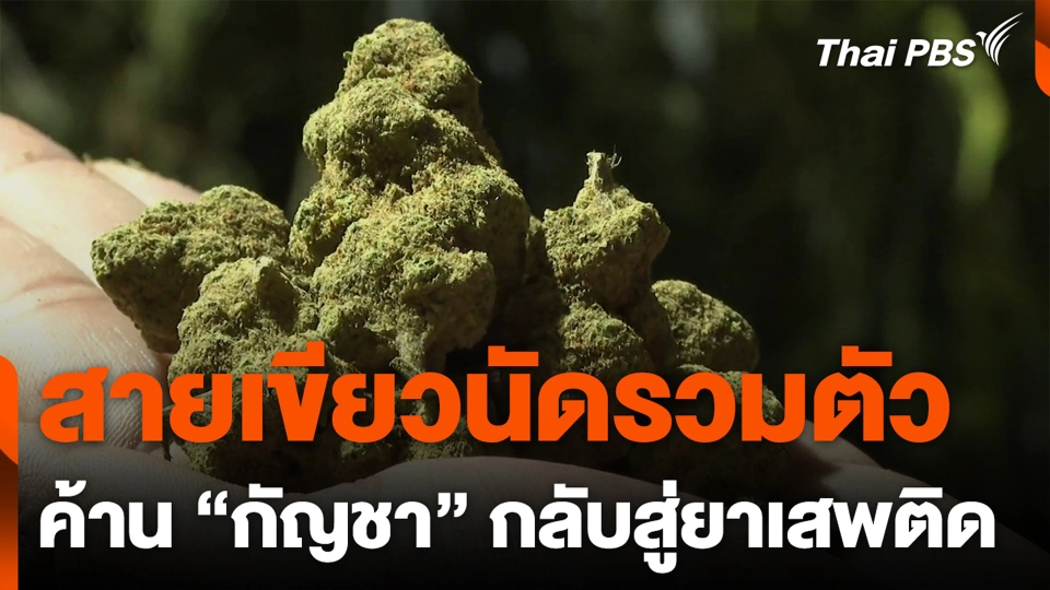 สายเขียวนัดรวมตัว ค้าน “กัญชา” กลับสู่ยาเสพติด
