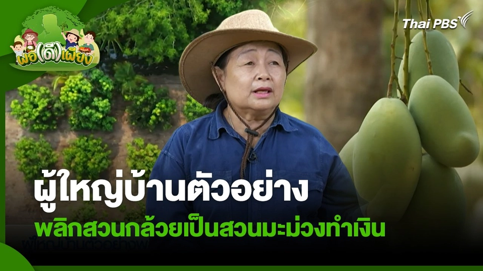 พอดีพอเพียง : ผู้ใหญ่บ้านตัวอย่างพลิกสวนกล้วยเป็นสวนมะม่วงทำเงิน