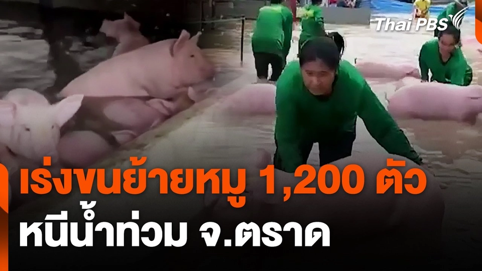 เร่งขนย้ายหมู 1,200 ตัวหนีน้ำท่วม จ.ตราด