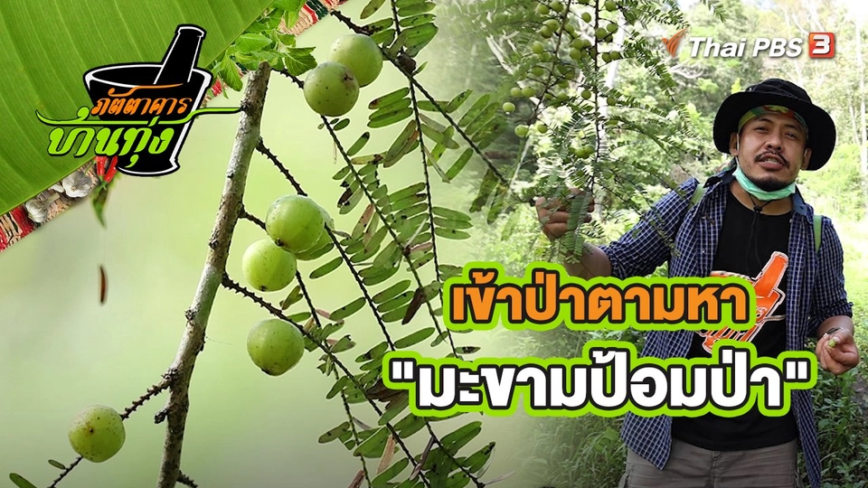 ​คลิปบ้านทุ่ง : เข้าป่าตามหา "มะขามป้อมป่า"
