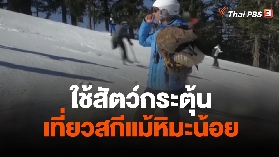 ใช้สัตว์กระตุ้นเที่ยวสกีแม้หิมะน้อย