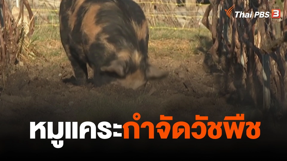 หมูแคระกำจัดวัชพืช