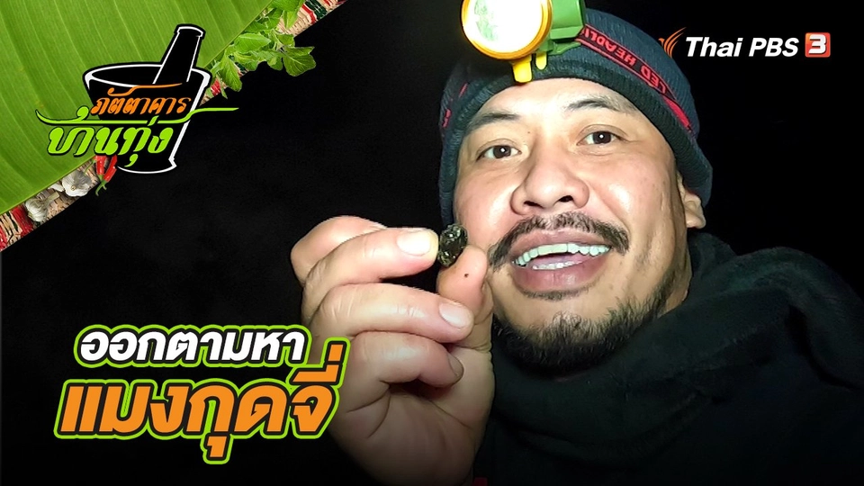 คลิปบ้านทุ่ง : ออกตามหาแมงกุดจี่