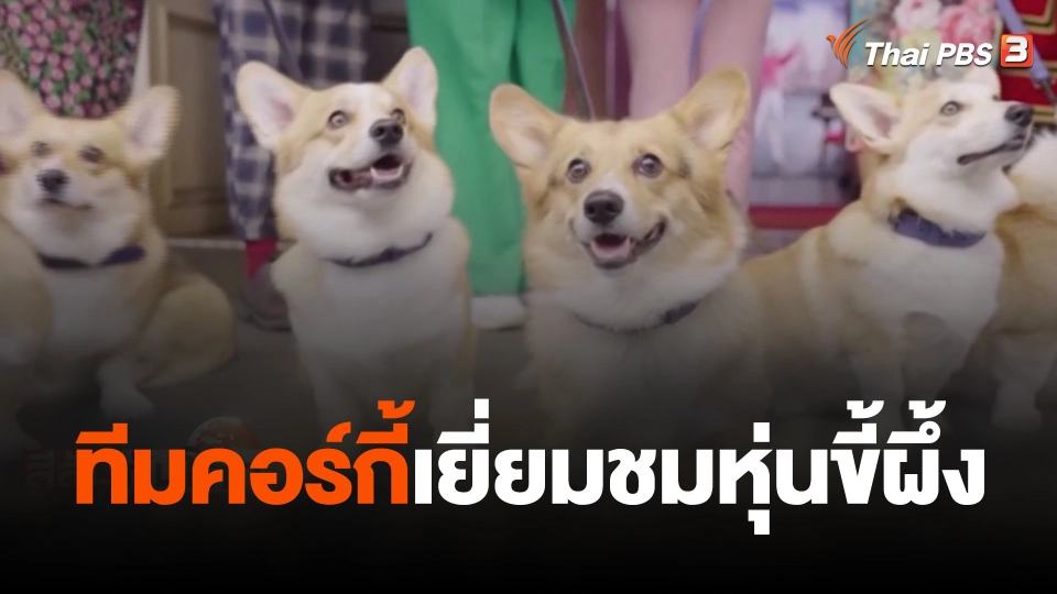 ทีมคอร์กี้เยี่ยมชมหุ่นขี้ผึ้ง