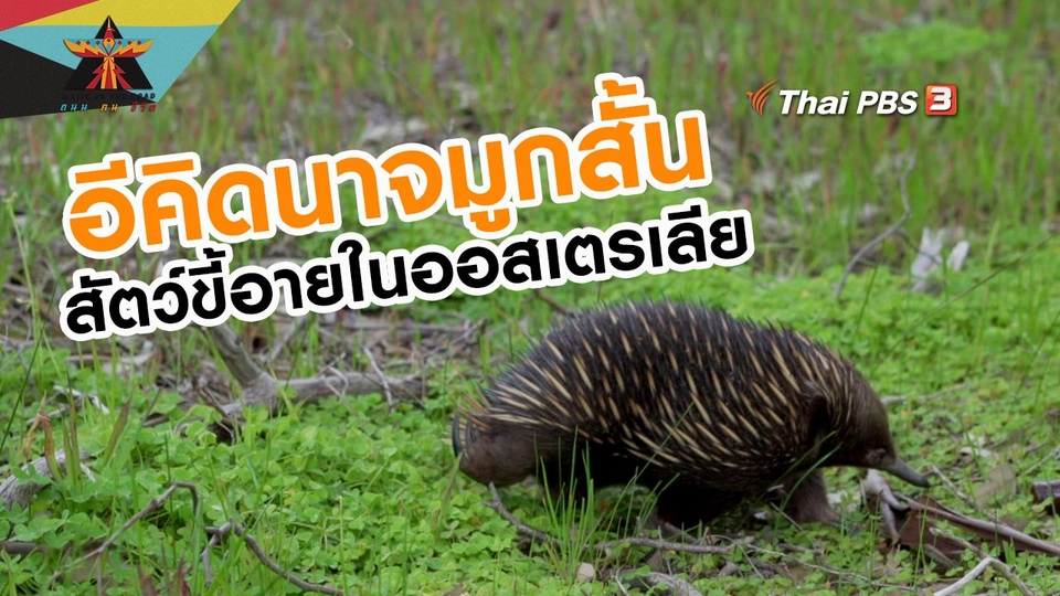 เรื่องเล่าการเดินทาง : อีคิดนาจมูกสั้น สัตว์ขี้อายในออสเตรเลีย
