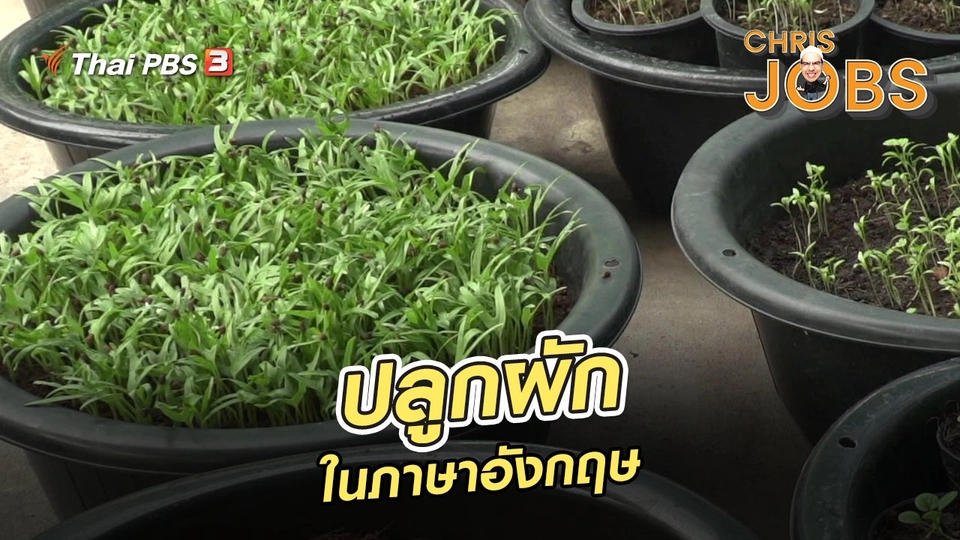 ปลูกผักในภาษาอังกฤษ