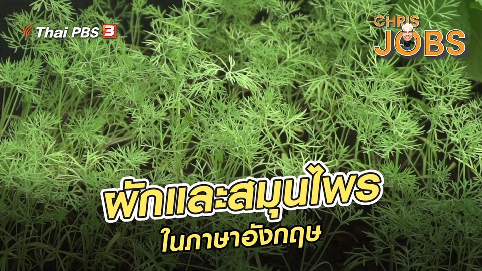 สาระน่ารู้จาก Chris Jobs : ผักและสมุนไพรในภาษาอังกฤษ