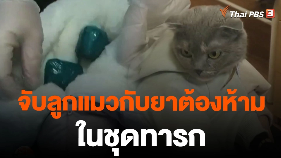 จับลูกแมวกับยาต้องห้ามในชุดทารก