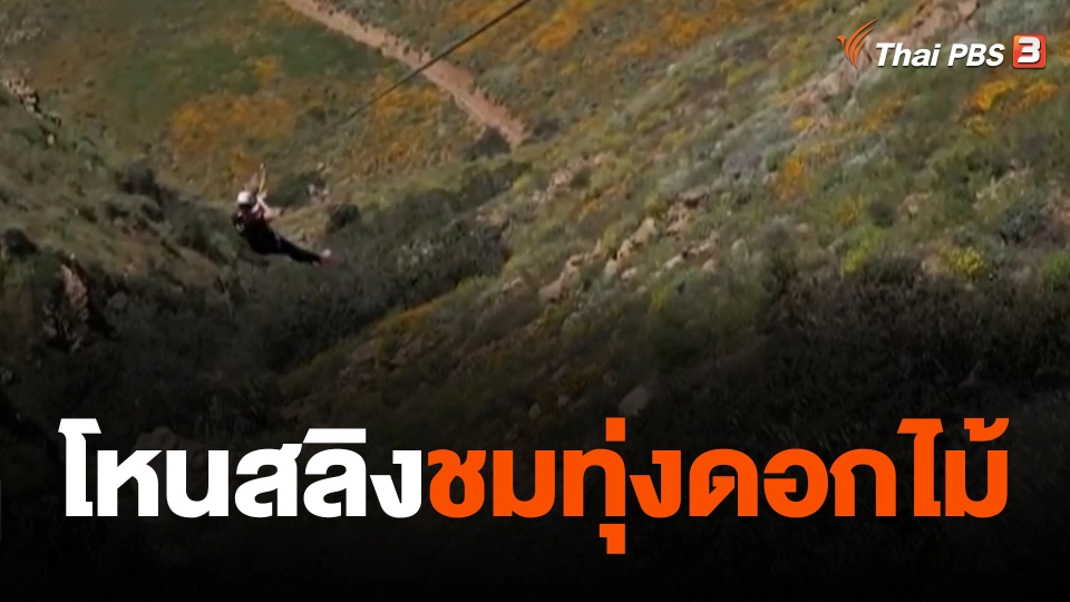 โหนสลิงชมทุ่งดอกไม้