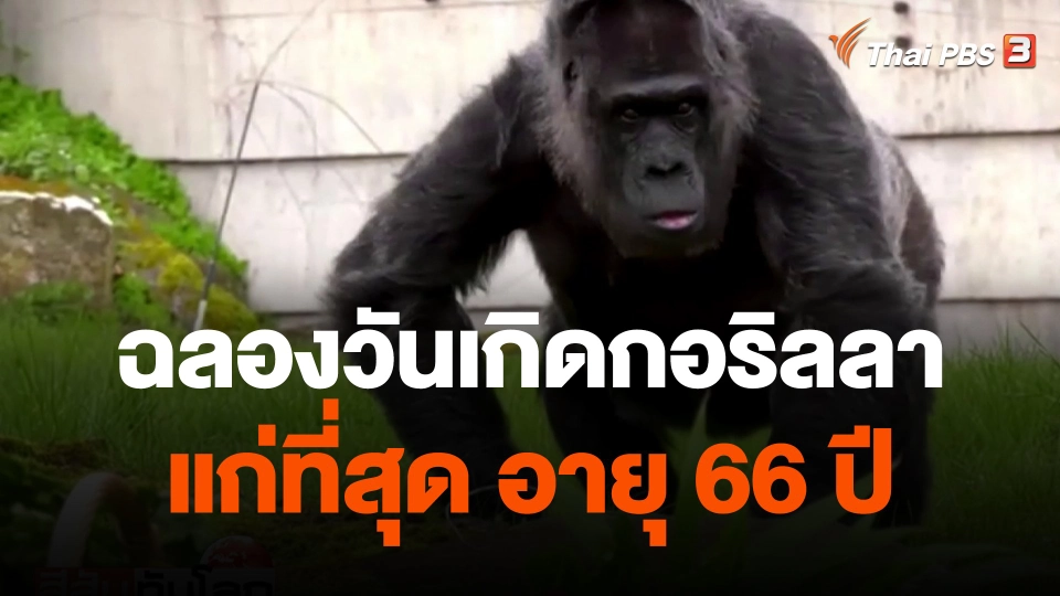 ฉลองวันเกิดกอริลลาแก่ที่สุด อายุ 66 ปี