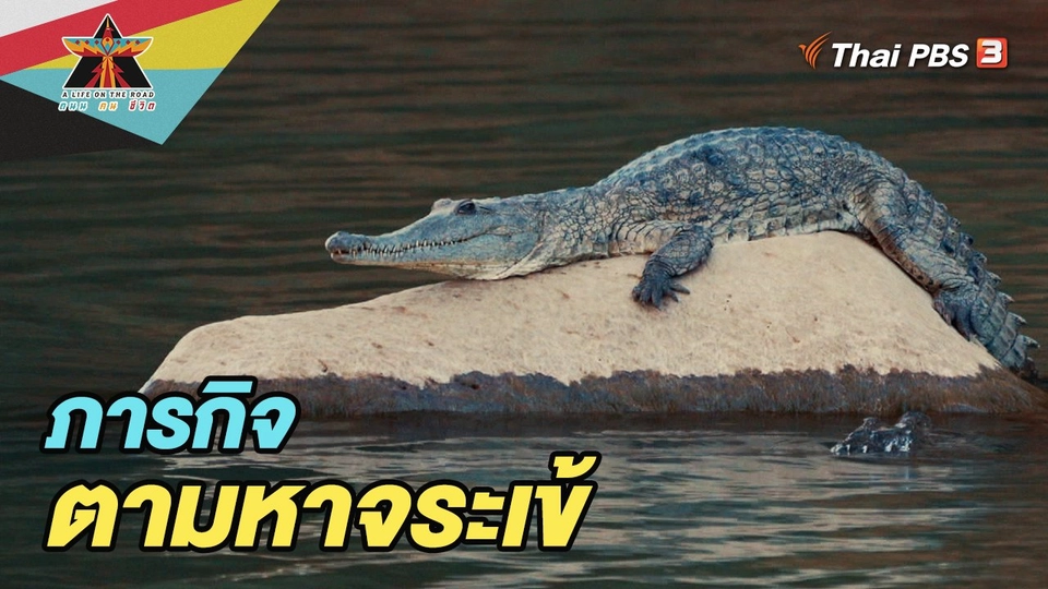 เรื่องเล่าการเดินทาง : ภารกิจตามหาจระเข้