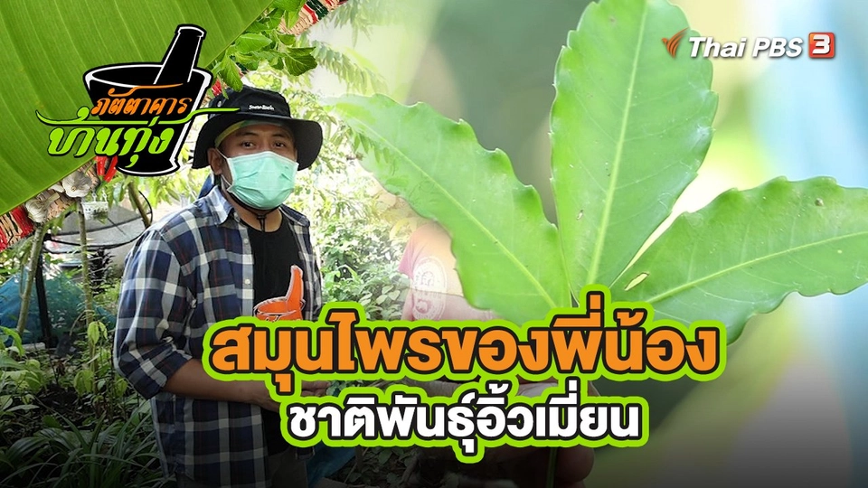​คลิปบ้านทุ่ง : สมุนไพรของพี่น้องชาติพันธุ์อิ้วเมี่ยน