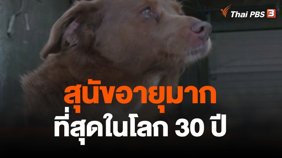 สุนัขอายุมากที่สุดในโลก 30 ปี