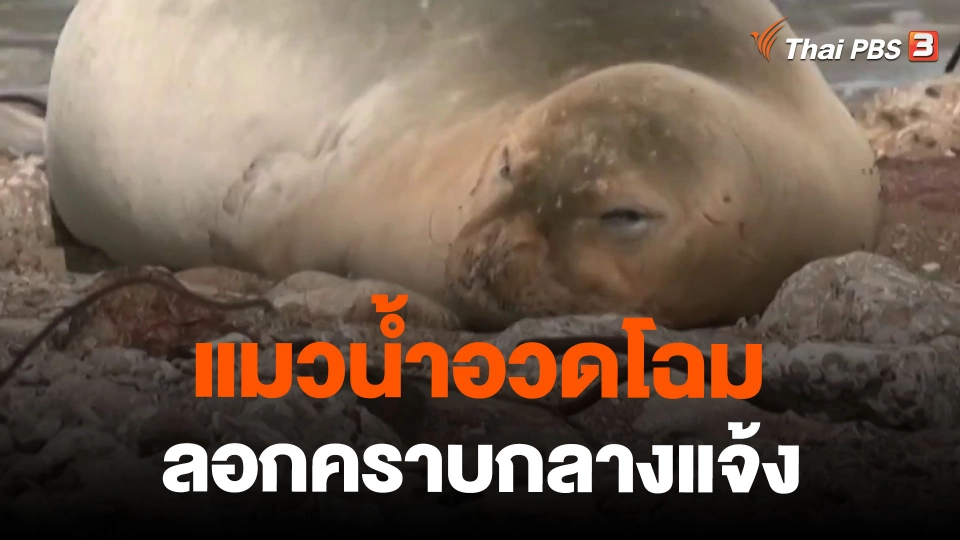 แมวน้ำอวดโฉมลอกคราบกลางแจ้ง