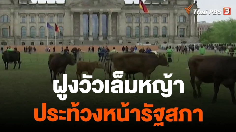 ฝูงวัวเล็มหญ้าประท้วงหน้ารัฐสภา