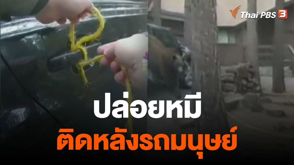 ปล่อยหมีติดหลังรถมนุษย์